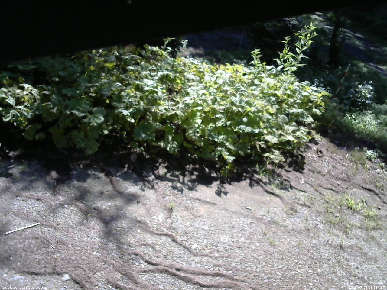 長野県菅平高原 ゆたか山荘 駐車場 2025/07/26 08:15