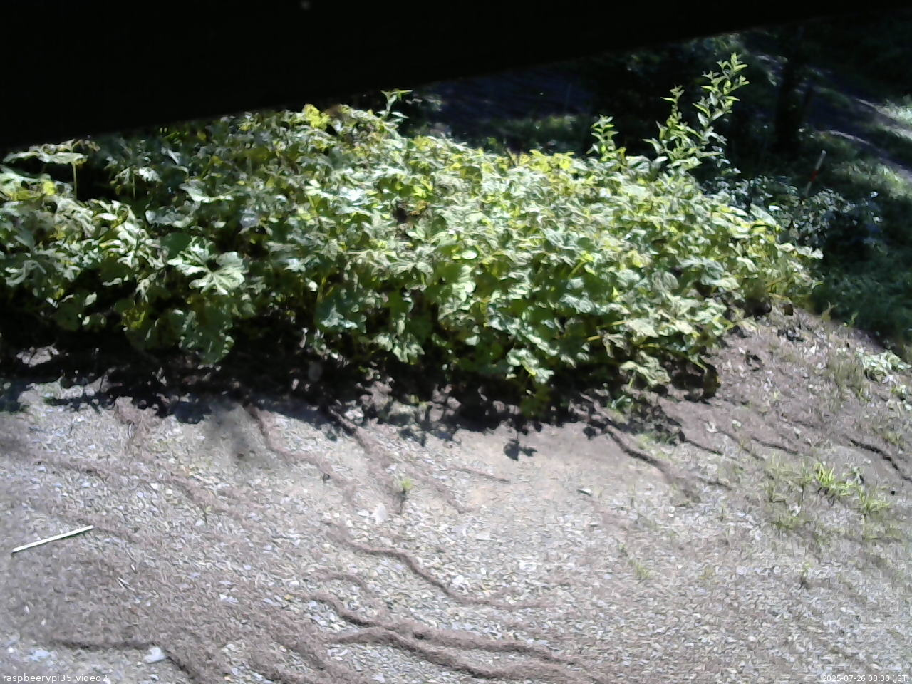 長野県菅平高原 ゆたか山荘 駐車場 2025/07/26 08:30