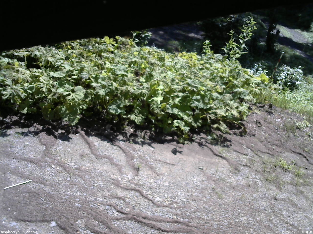 長野県菅平高原 ゆたか山荘 駐車場 2025/07/26 09:00