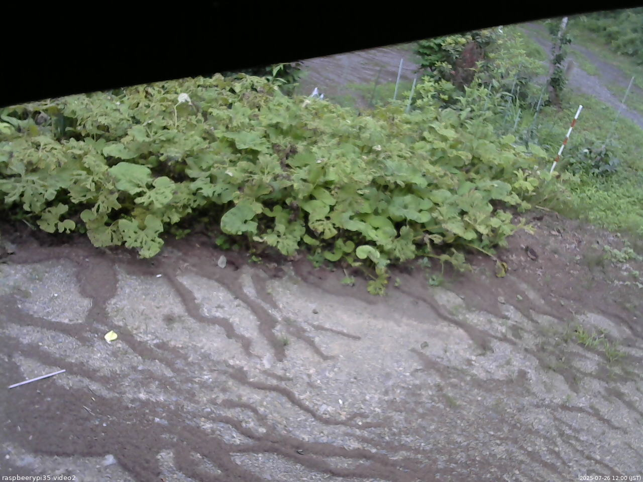 長野県菅平高原 ゆたか山荘 駐車場 2025/07/26 12:00