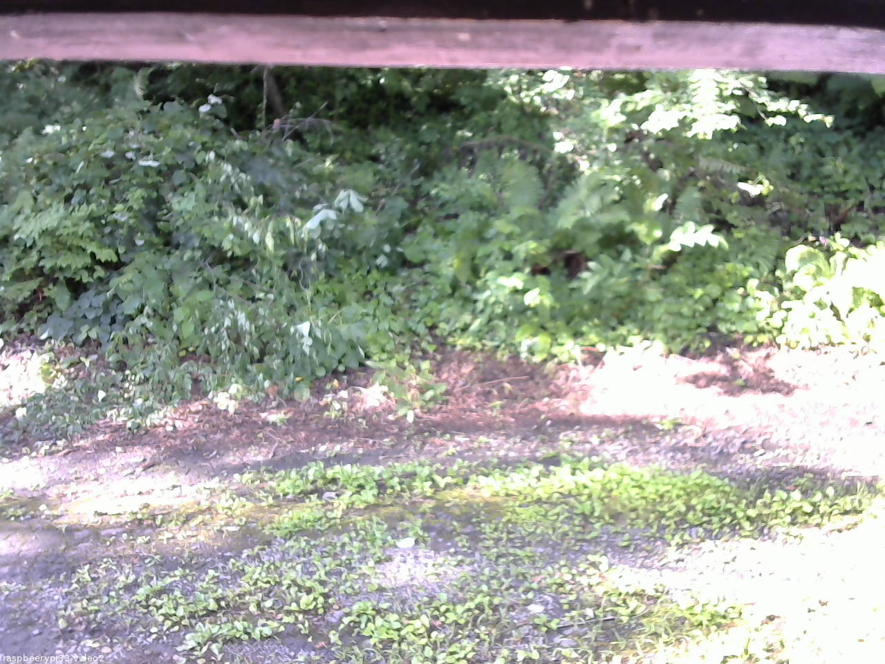 長野県菅平高原 ゆたか山荘 南側 2025/07/27 07:30
