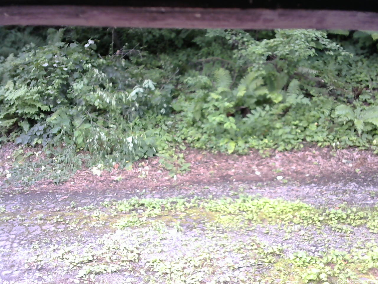 長野県菅平高原 ゆたか山荘 南側 2025/07/27 08:45