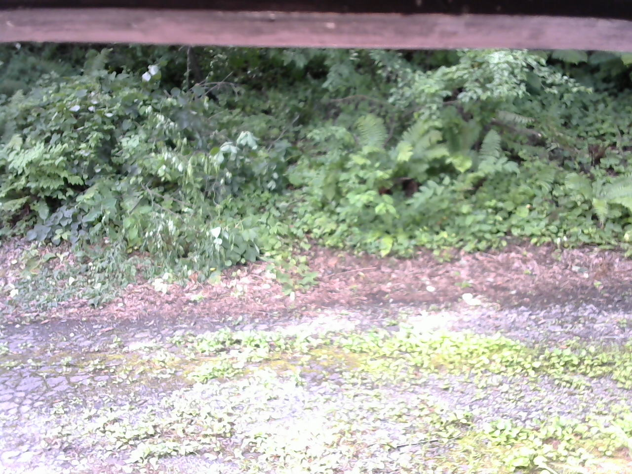 長野県菅平高原 ゆたか山荘 南側 2025/07/27 09:15
