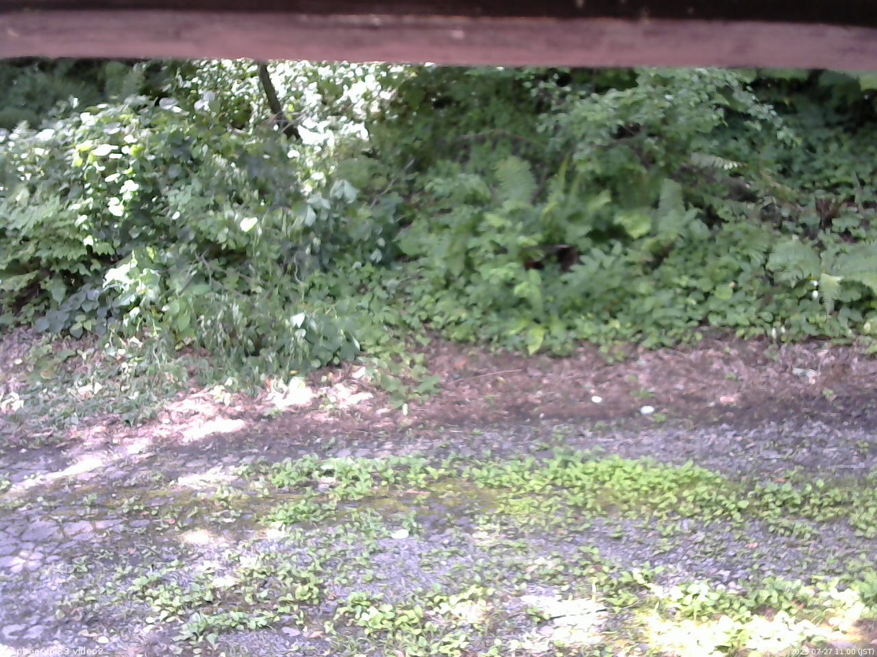 長野県菅平高原 ゆたか山荘 南側 2025/07/27 11:00