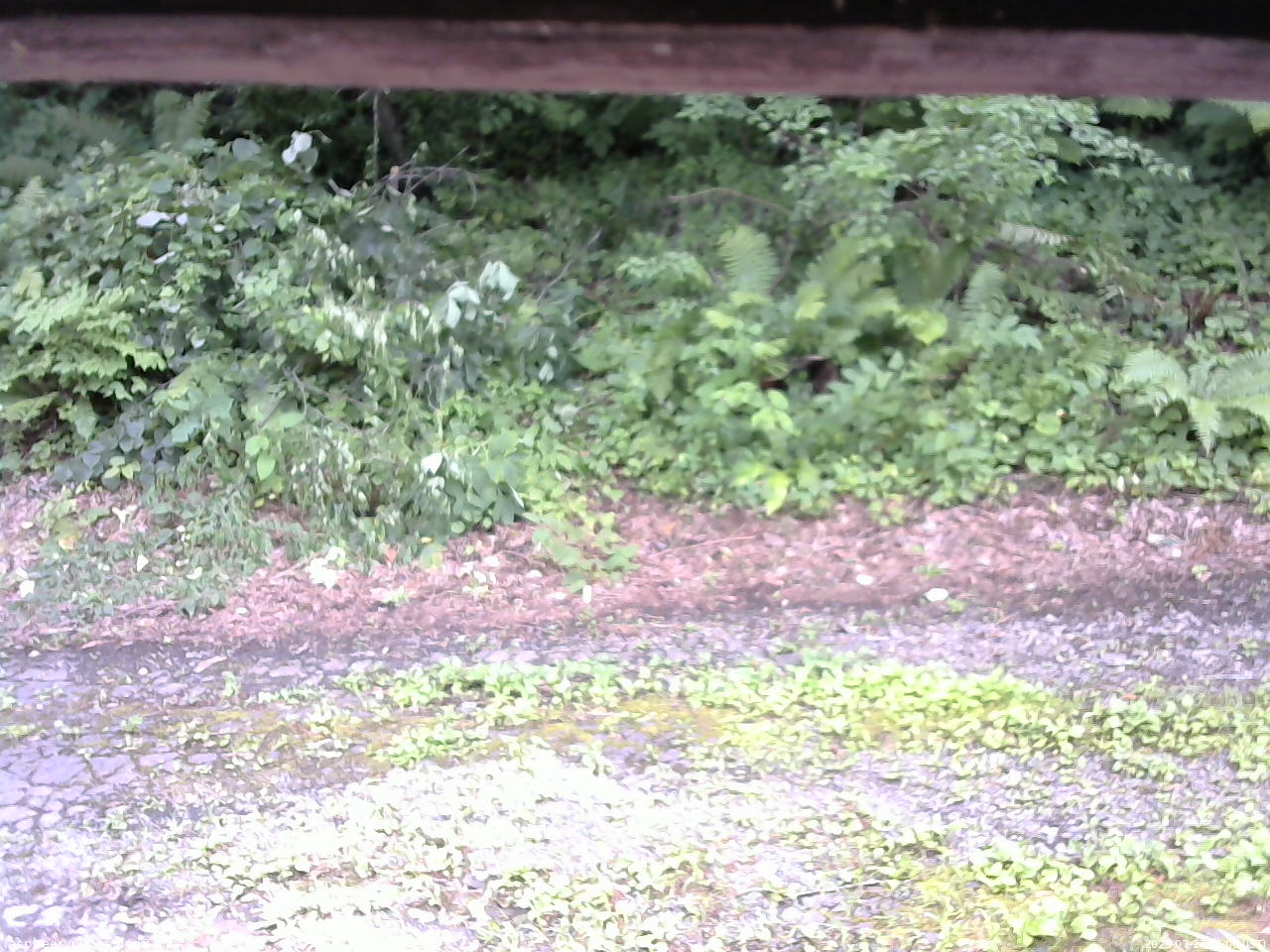 長野県菅平高原 ゆたか山荘 南側 2025/07/27 15:00