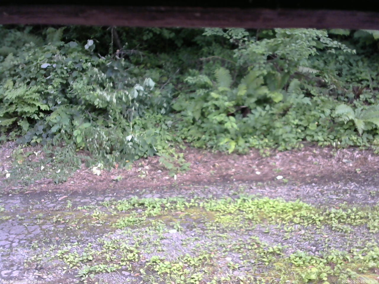 長野県菅平高原 ゆたか山荘 南側 2025/07/27 16:00