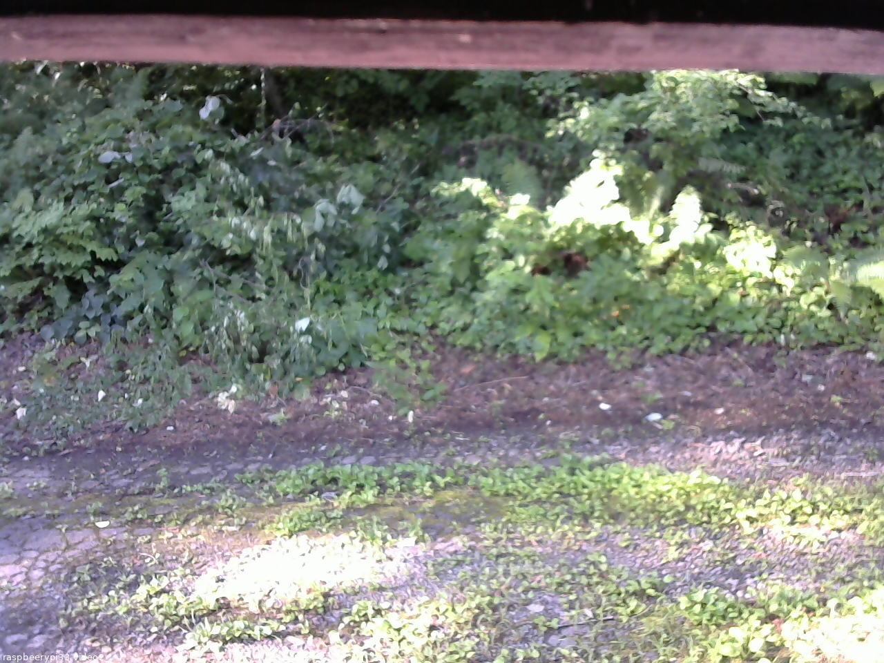 長野県菅平高原 ゆたか山荘 南側 2025/07/28 07:00