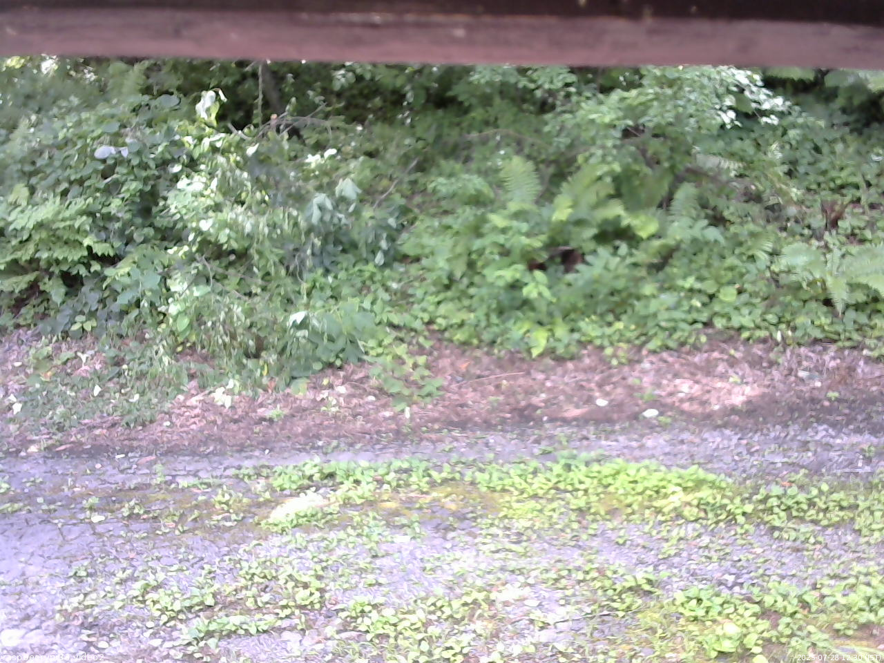 長野県菅平高原 ゆたか山荘 南側 2025/07/28 12:30