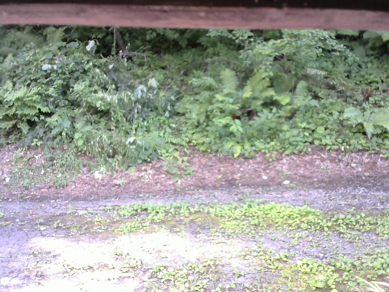 長野県菅平高原 ゆたか山荘 南側 2025/07/28 15:00