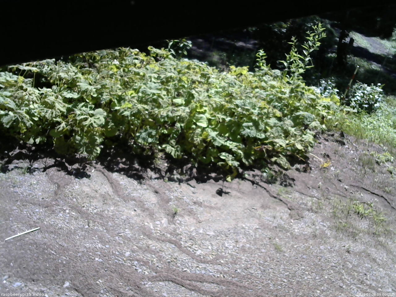 長野県菅平高原 ゆたか山荘 駐車場 2025/07/28 09:00