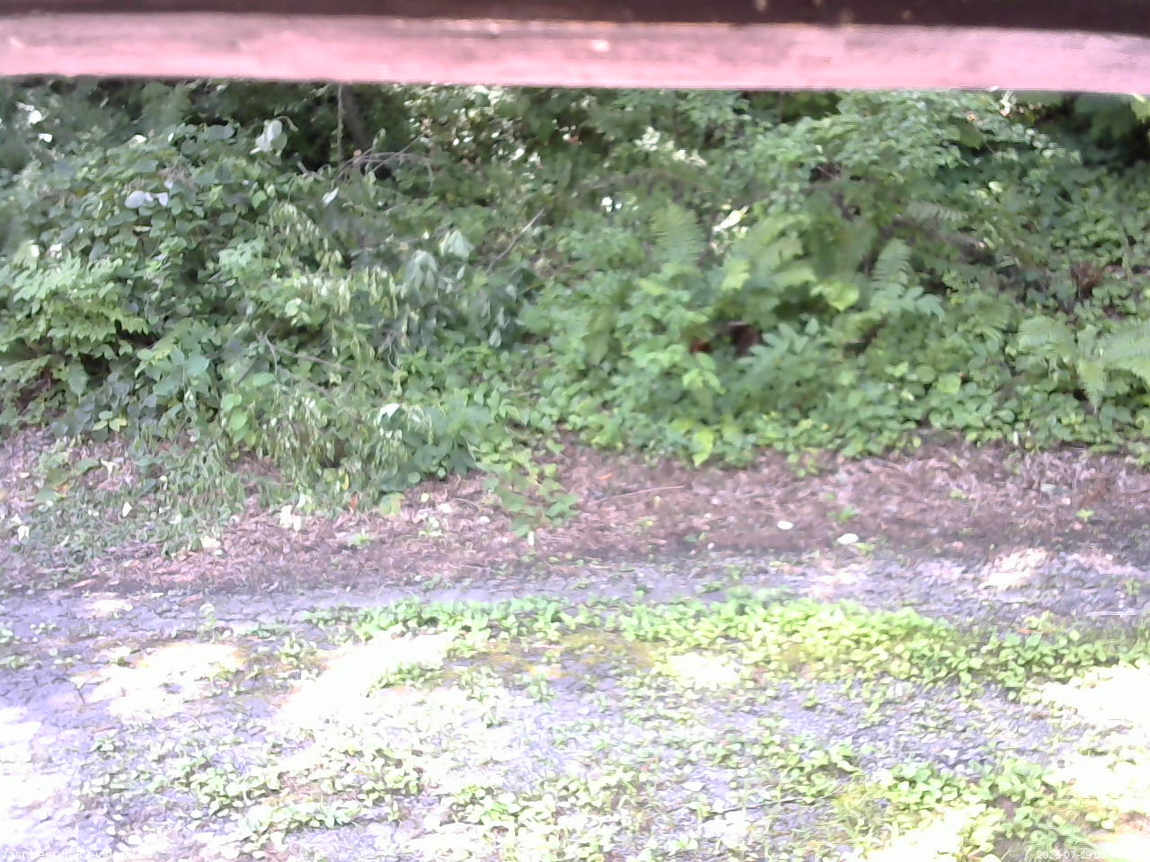 長野県菅平高原 ゆたか山荘 南側 2025/07/29 09:45