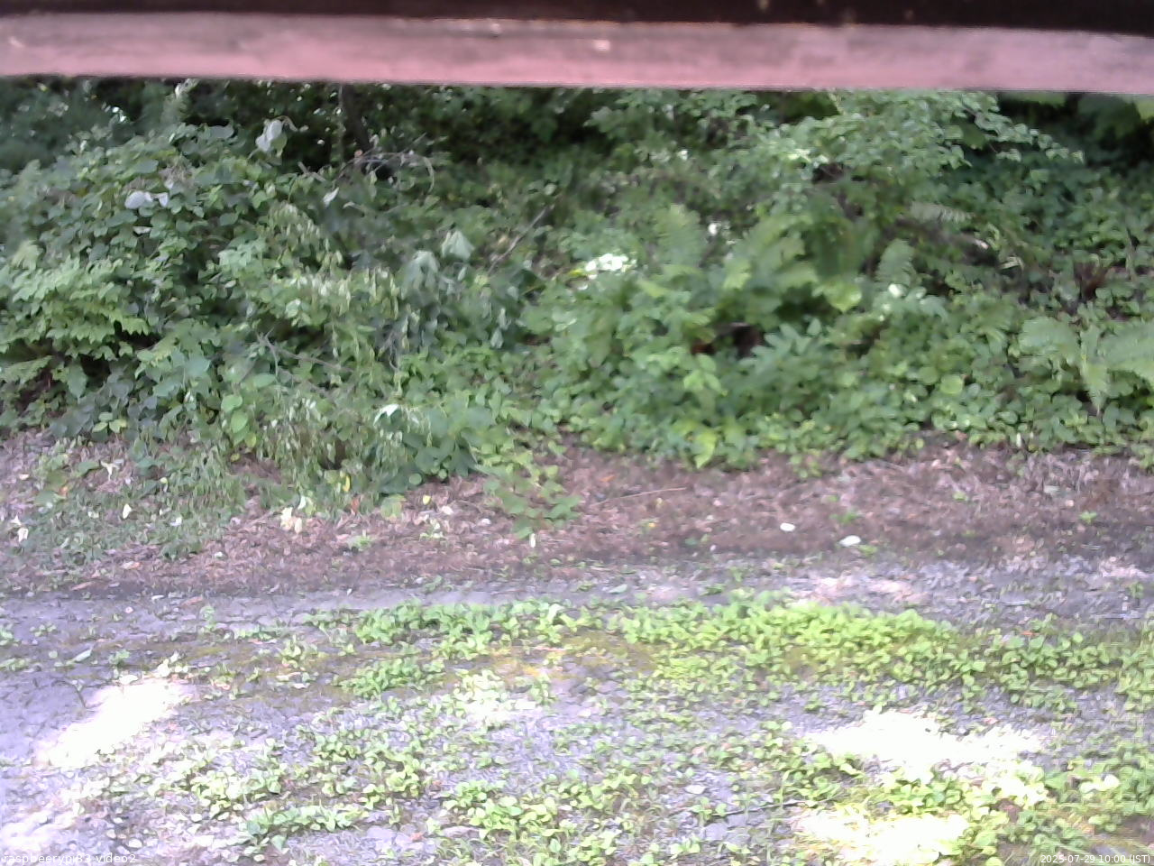 長野県菅平高原 ゆたか山荘 南側 2025/07/29 10:00