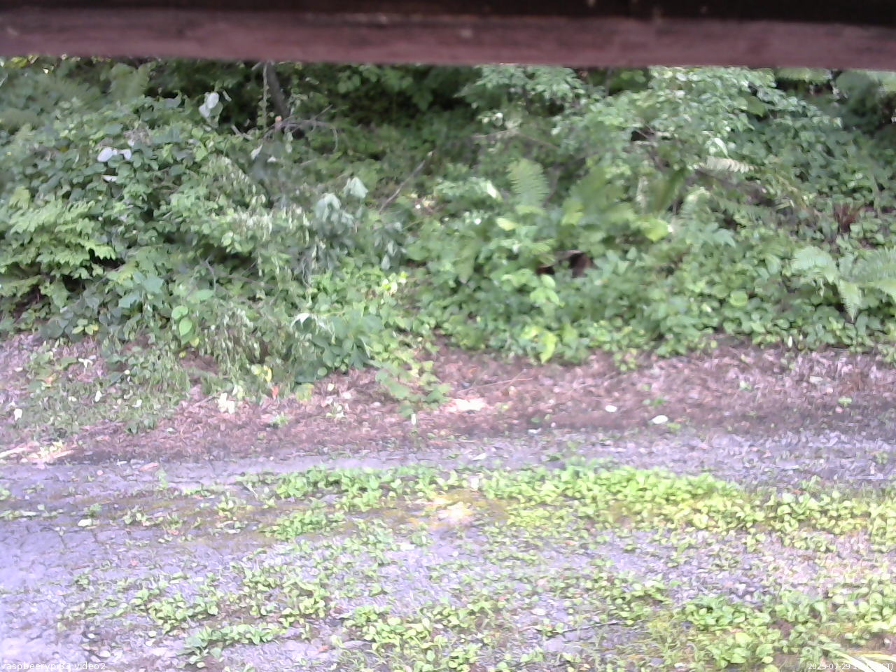 長野県菅平高原 ゆたか山荘 南側 2025/07/29 13:45