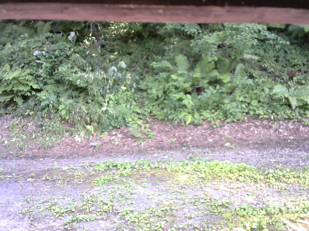 長野県菅平高原 ゆたか山荘 南側 2025/07/29 14:15
