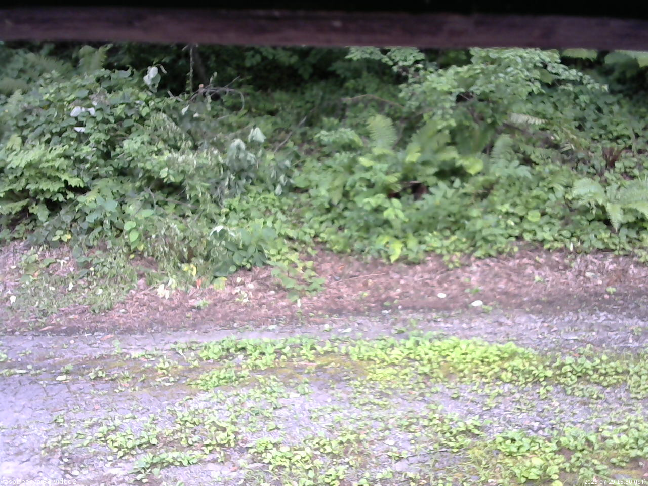 長野県菅平高原 ゆたか山荘 南側 2025/07/29 15:30