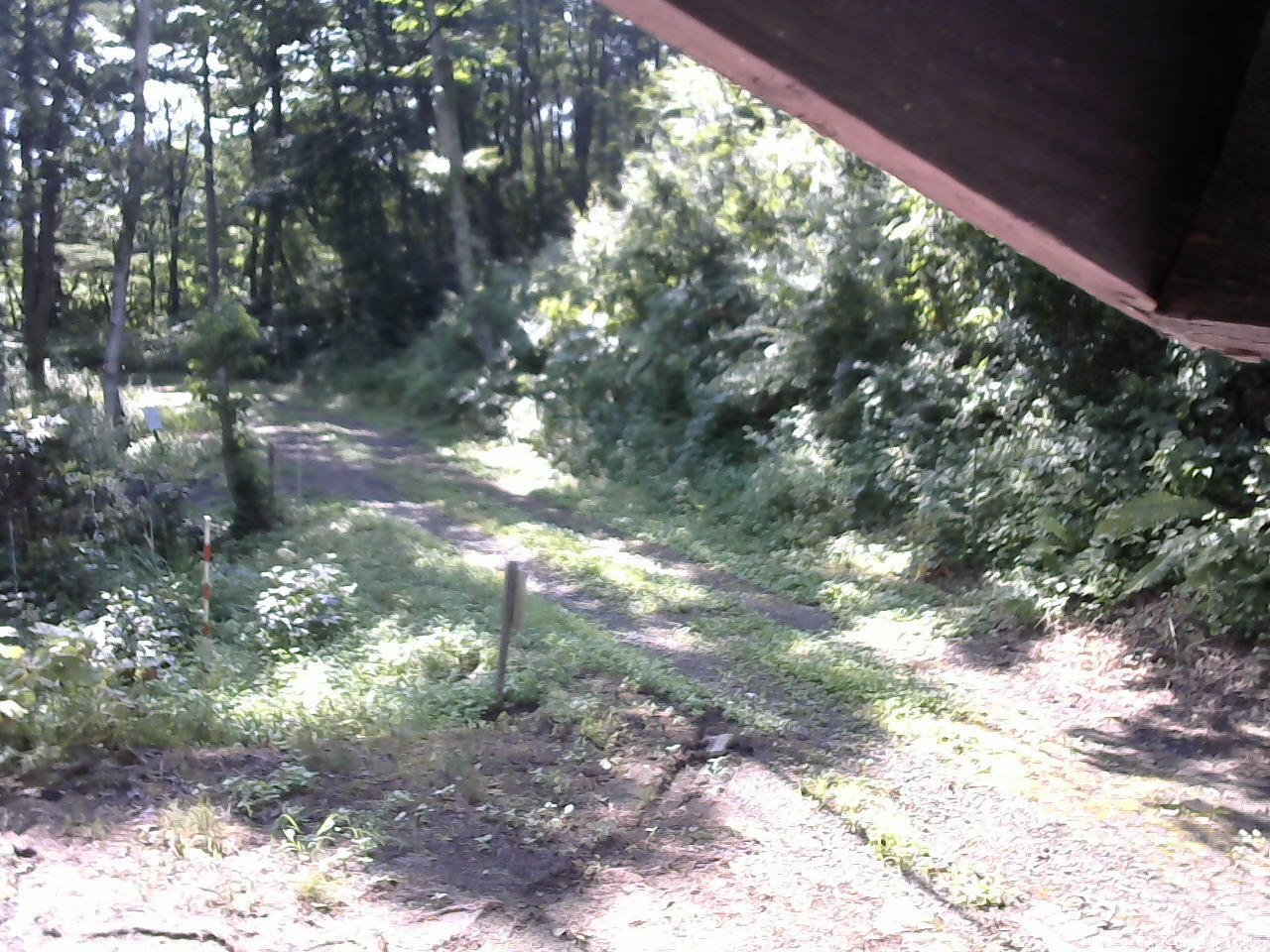 長野県菅平高原 ゆたか山荘 東側(坂下) 2025/07/29 08:15