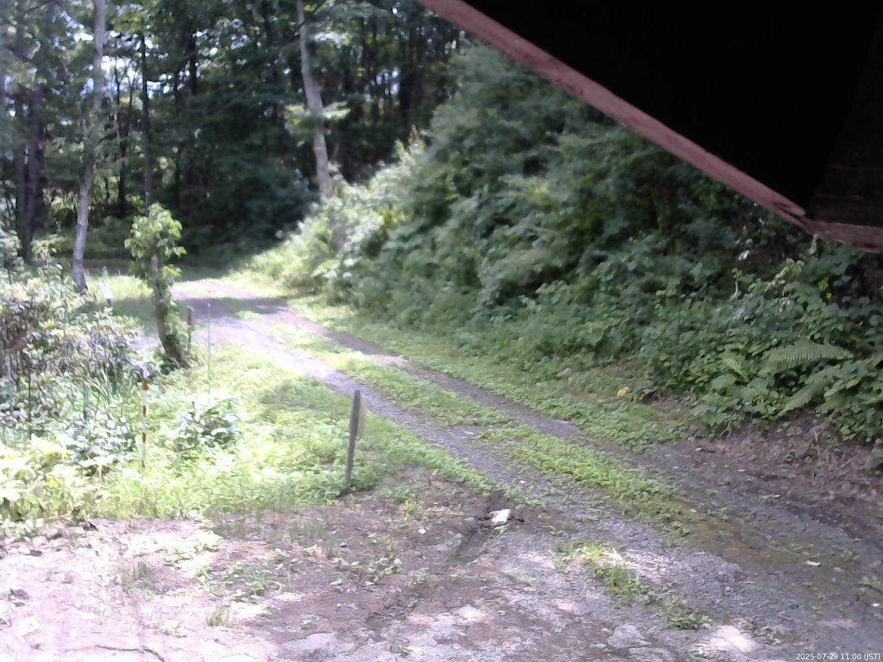 長野県菅平高原 ゆたか山荘 東側(坂下) 2025/07/29 11:00