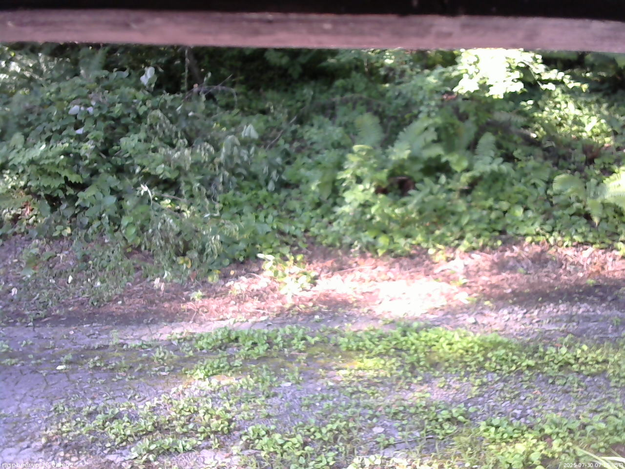 長野県菅平高原 ゆたか山荘 南側 2025/07/30 07:15