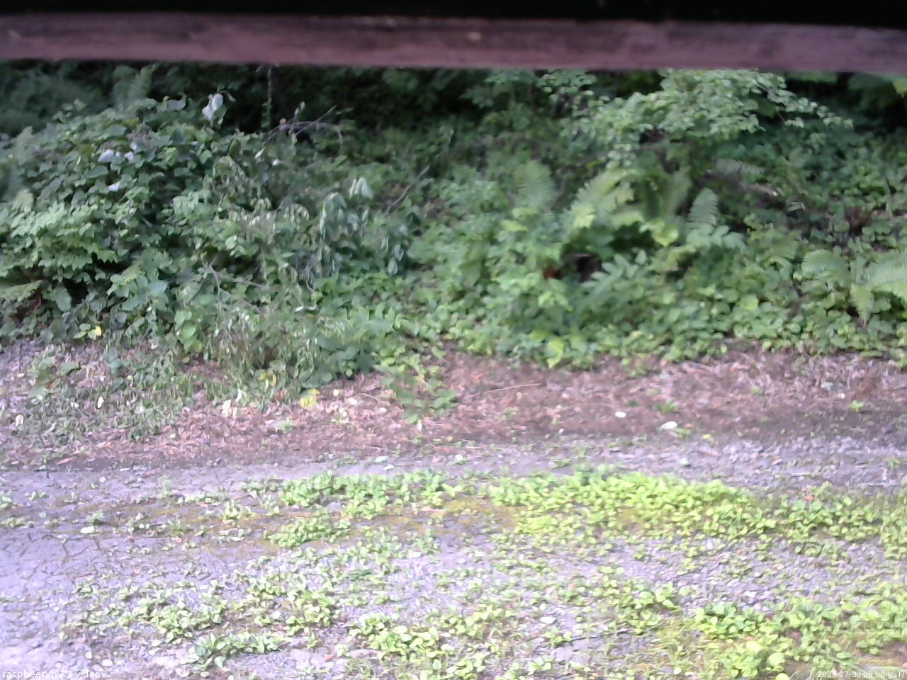 長野県菅平高原 ゆたか山荘 南側 2025/07/30 09:00