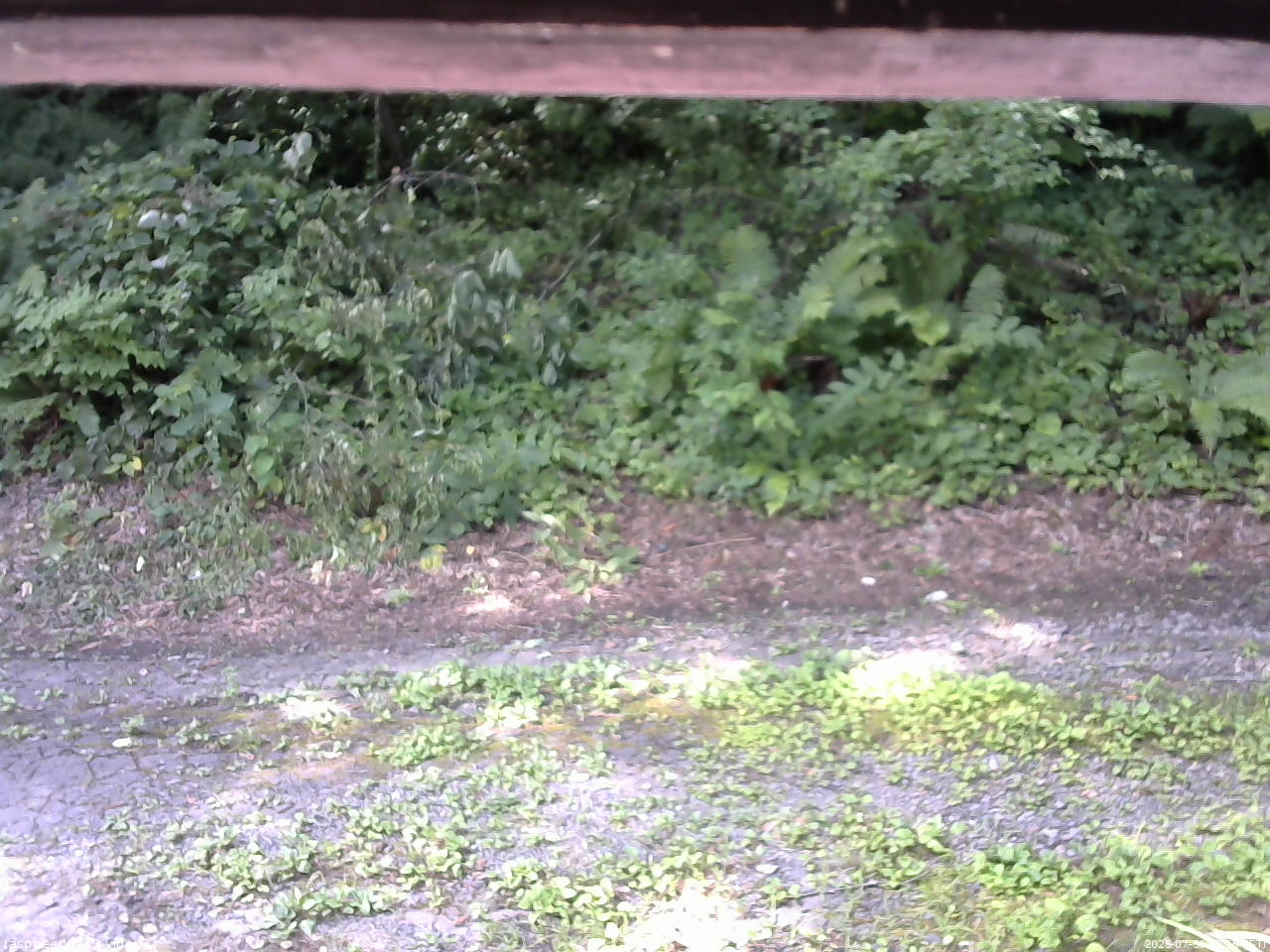 長野県菅平高原 ゆたか山荘 南側 2025/07/30 09:15