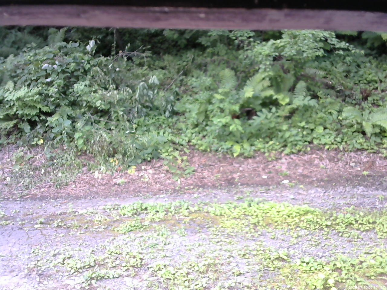 長野県菅平高原 ゆたか山荘 南側 2025/07/30 09:30