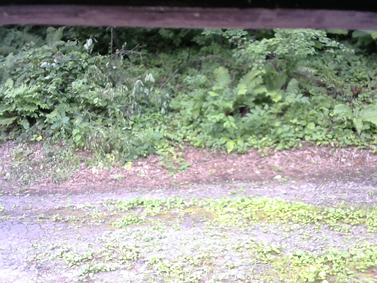 長野県菅平高原 ゆたか山荘 南側 2025/07/30 09:45