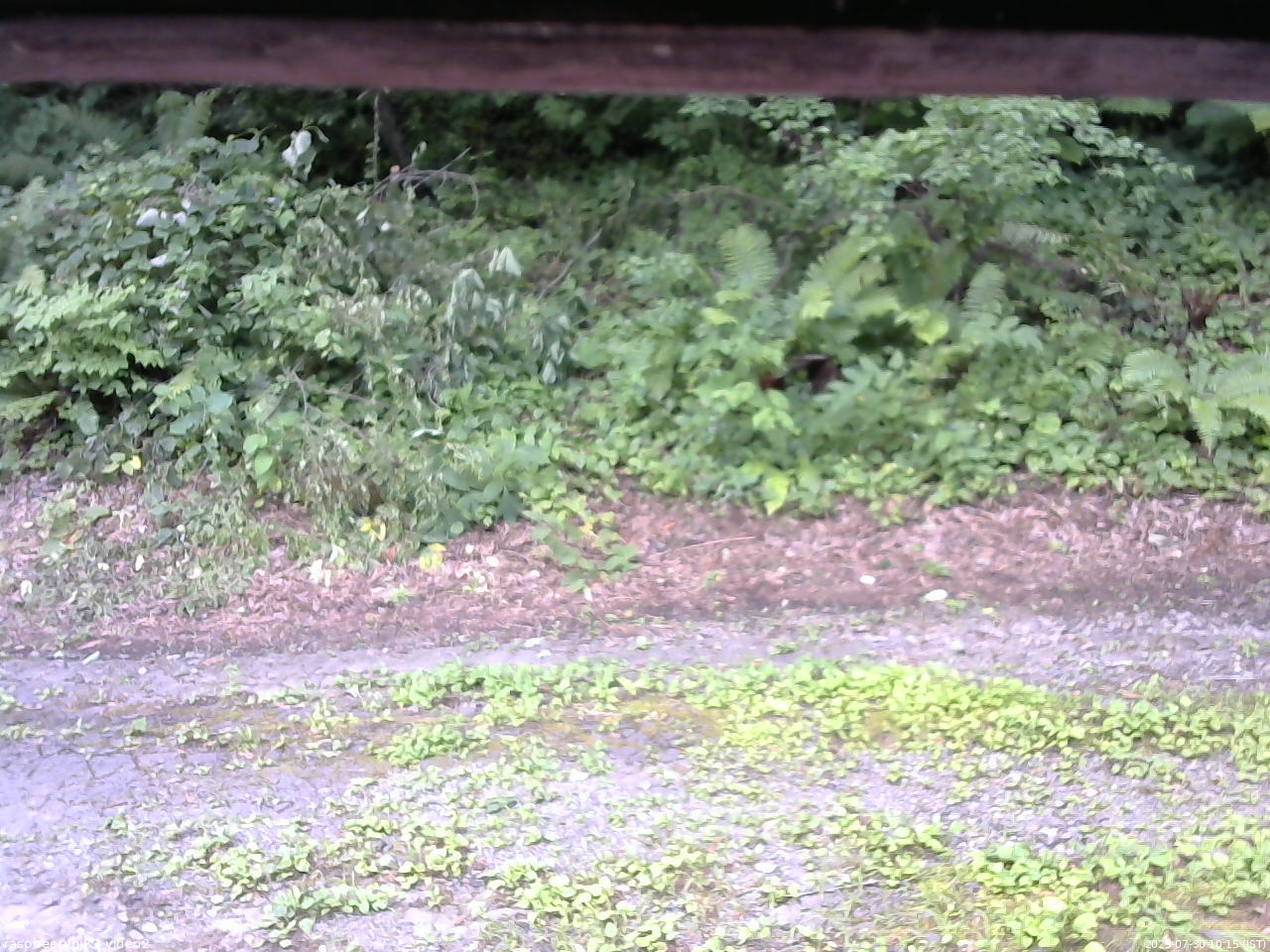 長野県菅平高原 ゆたか山荘 南側 2025/07/30 10:15