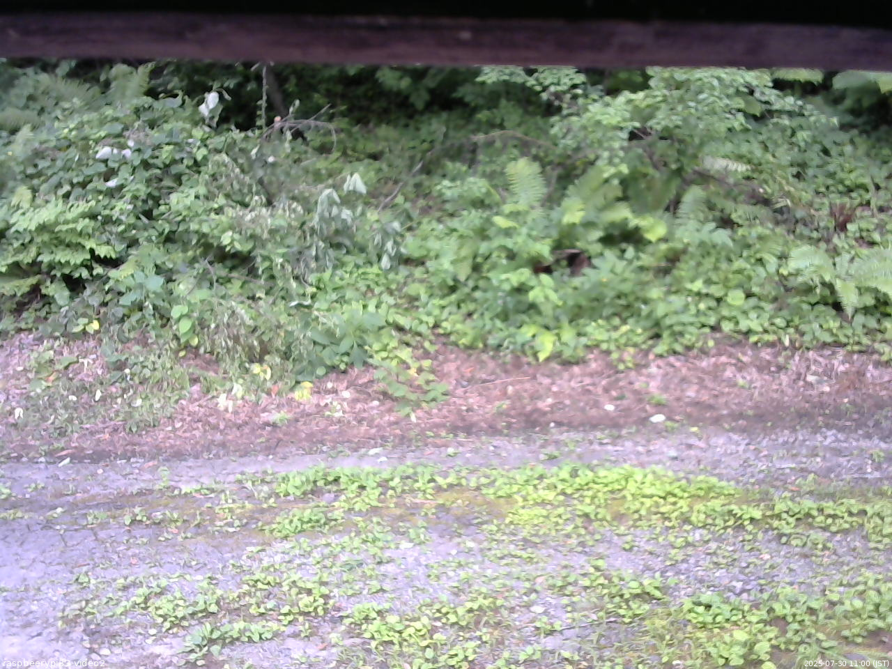 長野県菅平高原 ゆたか山荘 南側 2025/07/30 11:00