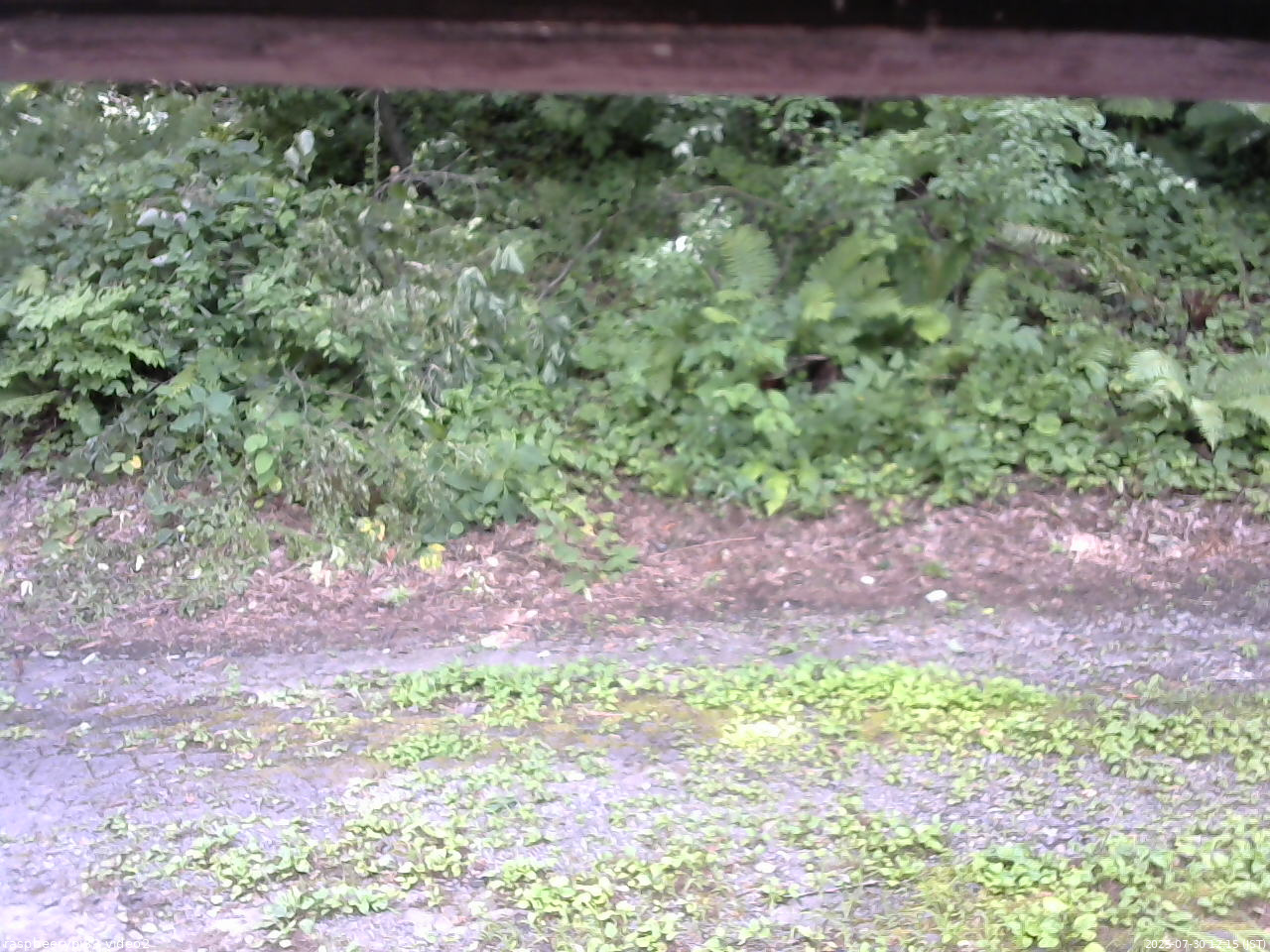 長野県菅平高原 ゆたか山荘 南側 2025/07/30 12:15