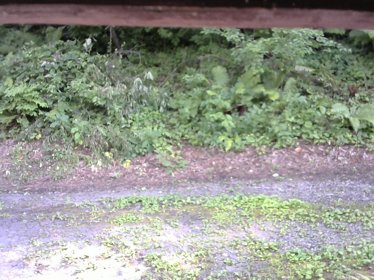長野県菅平高原 ゆたか山荘 南側 2025/07/30 15:00