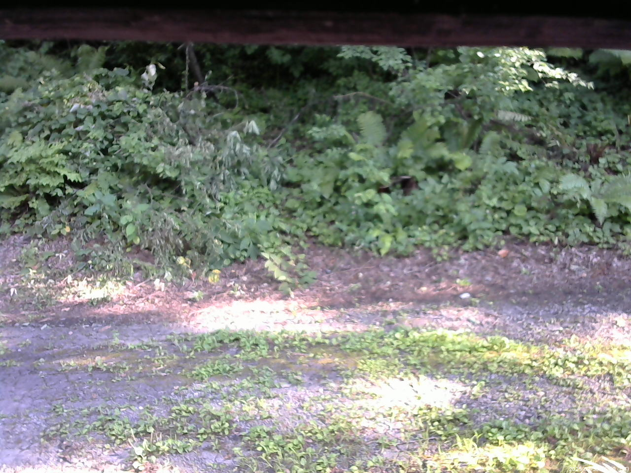 長野県菅平高原 ゆたか山荘 南側 2025/07/30 16:30