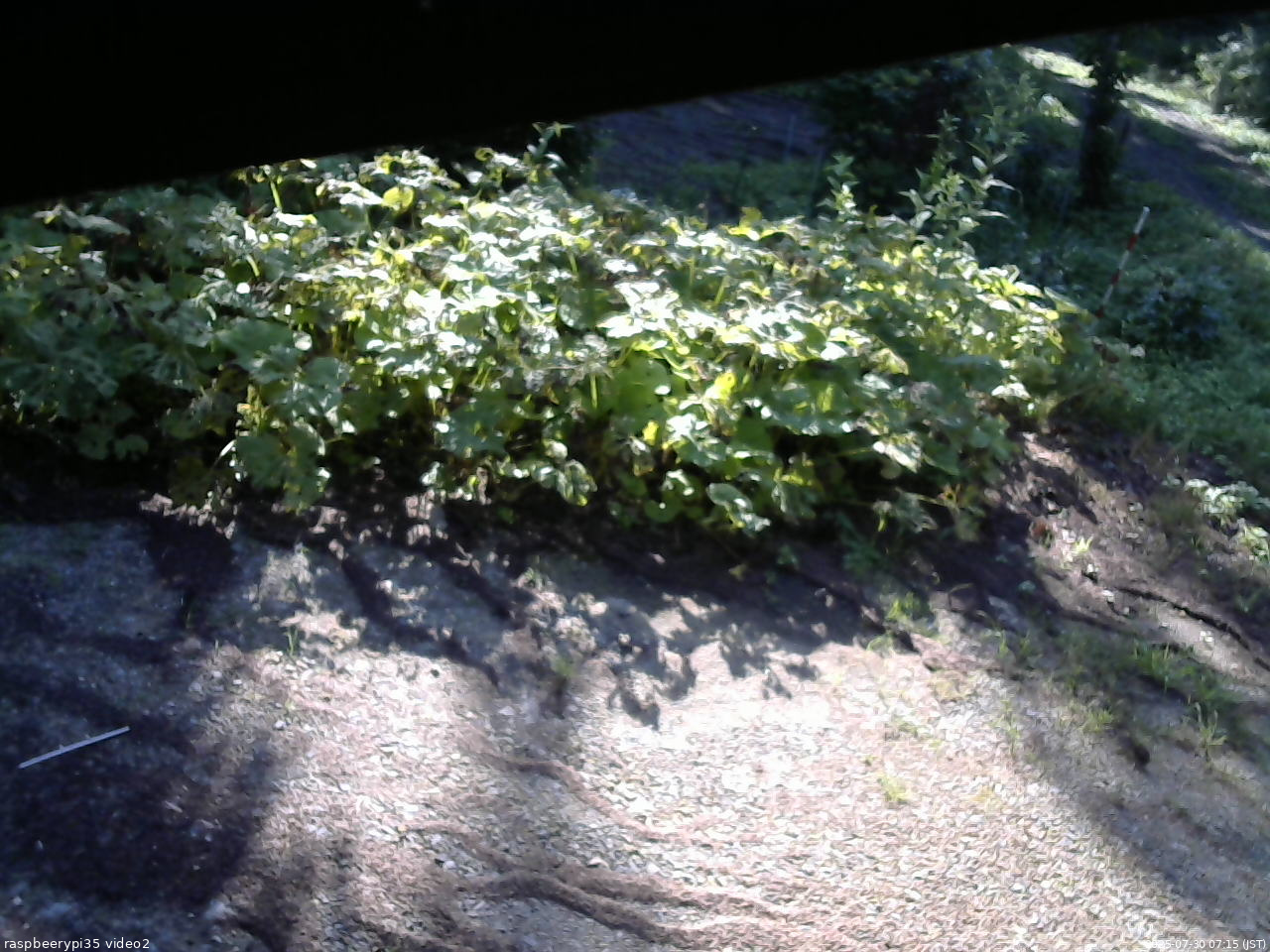 長野県菅平高原 ゆたか山荘 駐車場 2025/07/30 07:15