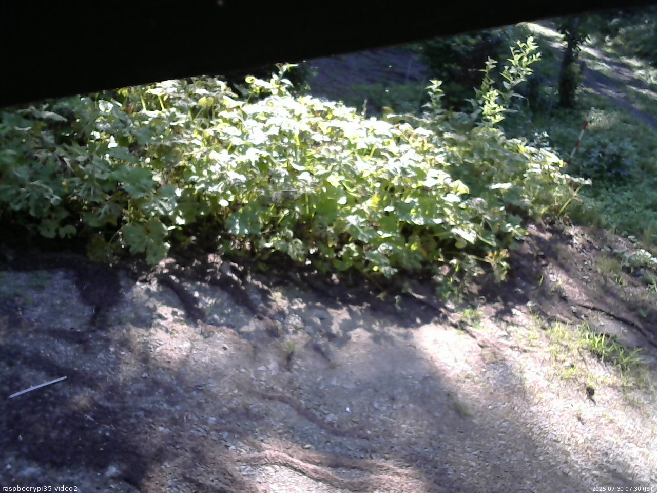 長野県菅平高原 ゆたか山荘 駐車場 2025/07/30 07:30