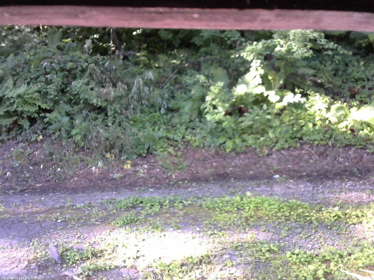 長野県菅平高原 ゆたか山荘 南側 2025/07/31 07:00