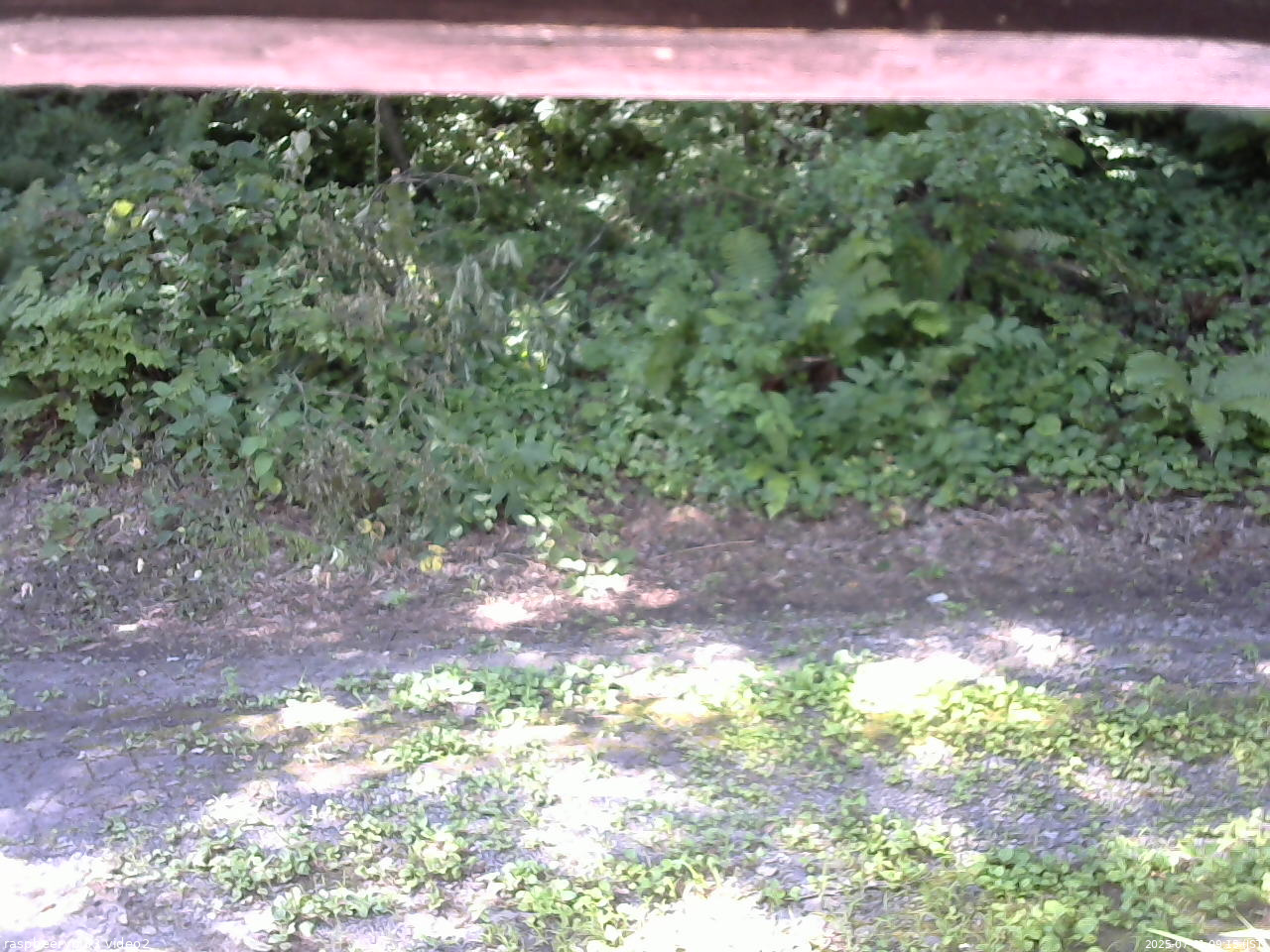 長野県菅平高原 ゆたか山荘 南側 2025/07/31 09:15
