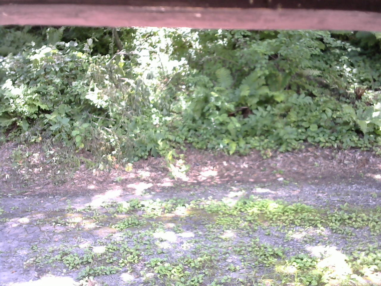 長野県菅平高原 ゆたか山荘 南側 2025/07/31 10:45