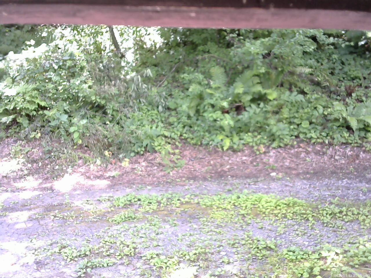 長野県菅平高原 ゆたか山荘 南側 2025/07/31 11:15