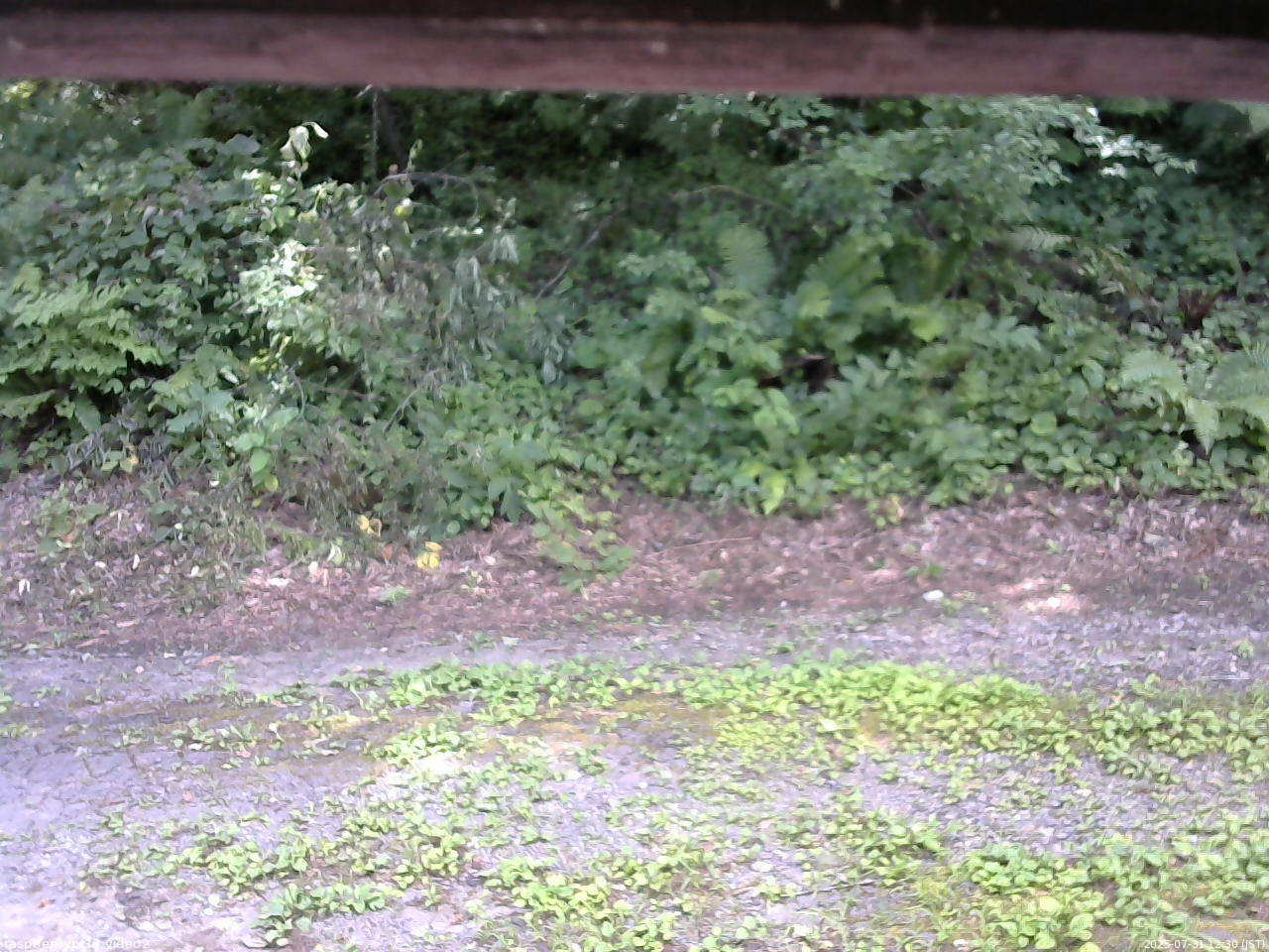 長野県菅平高原 ゆたか山荘 南側 2025/07/31 12:30