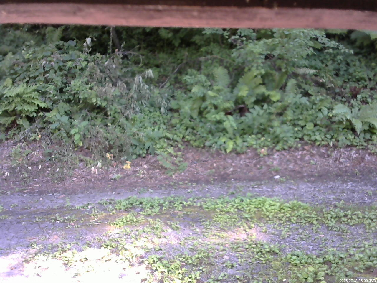 長野県菅平高原 ゆたか山荘 南側 2025/07/31 15:00