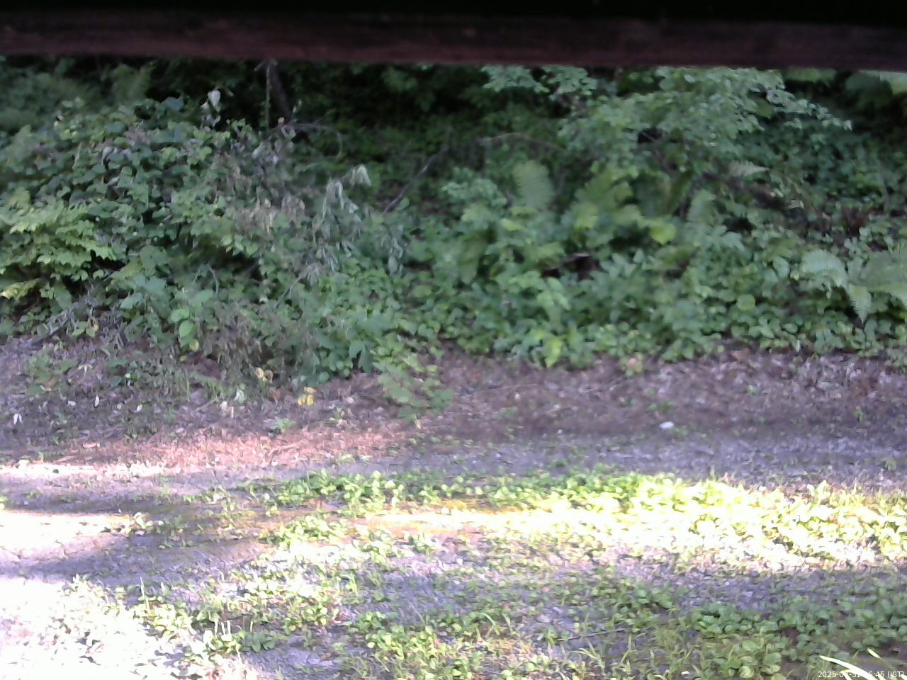 長野県菅平高原 ゆたか山荘 南側 2025/07/31 16:45