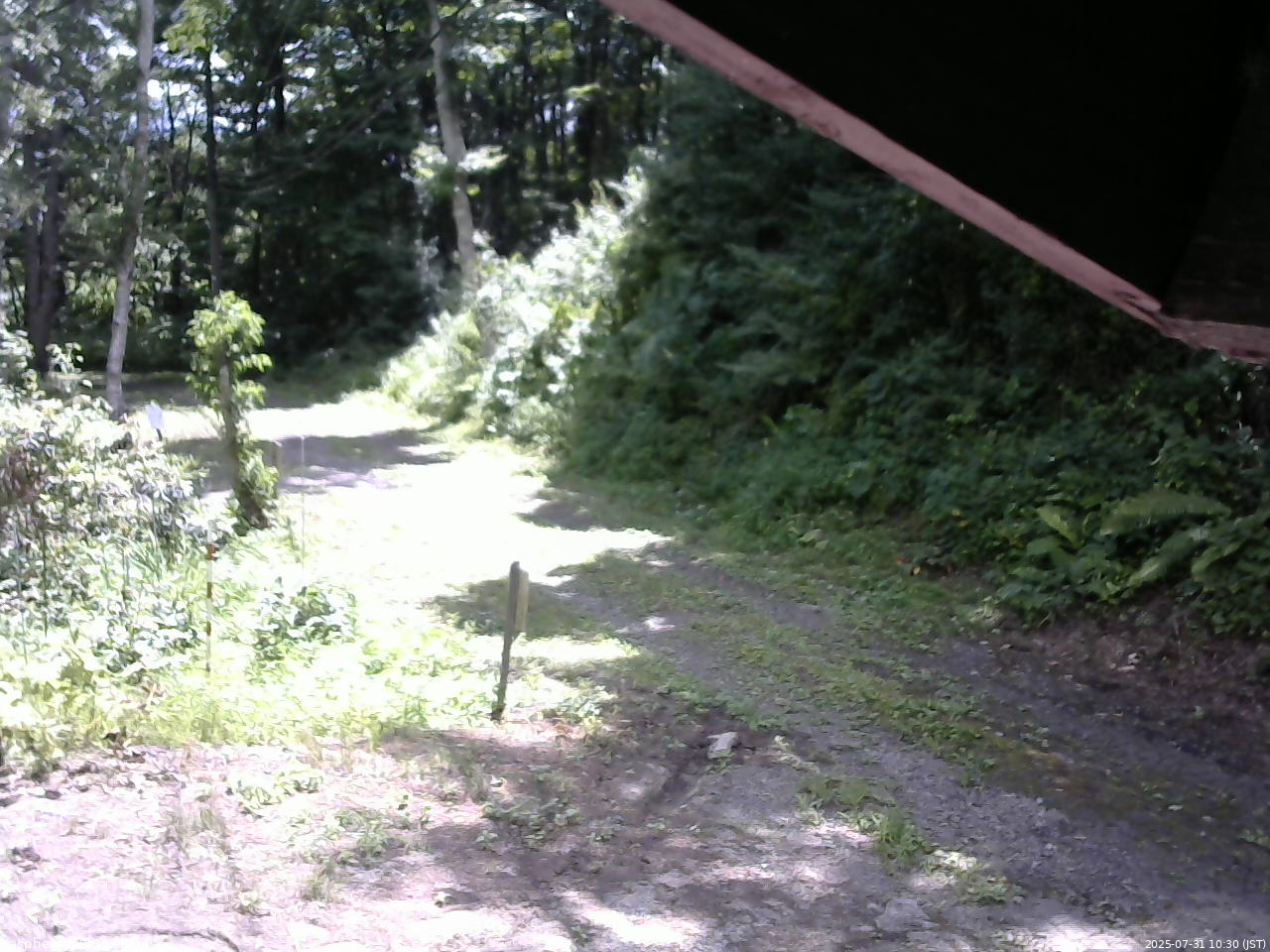 長野県菅平高原 ゆたか山荘 東側(坂下) 2025/07/31 10:30