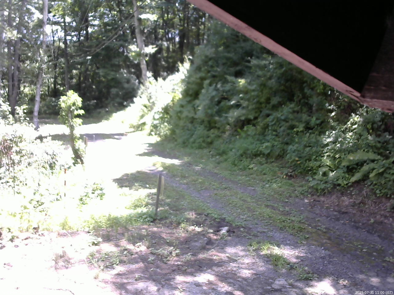 長野県菅平高原 ゆたか山荘 東側(坂下) 2025/07/31 11:00