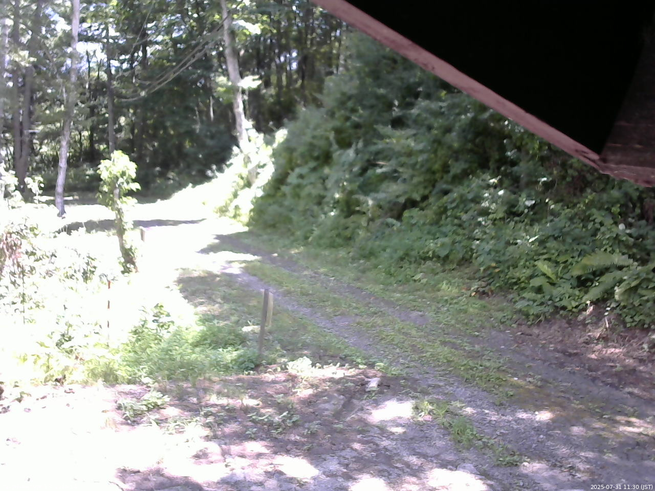 長野県菅平高原 ゆたか山荘 東側(坂下) 2025/07/31 11:30