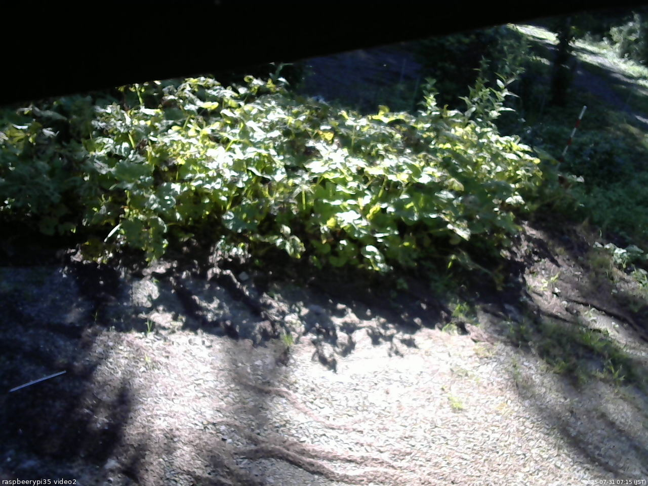 長野県菅平高原 ゆたか山荘 駐車場 2025/07/31 07:15