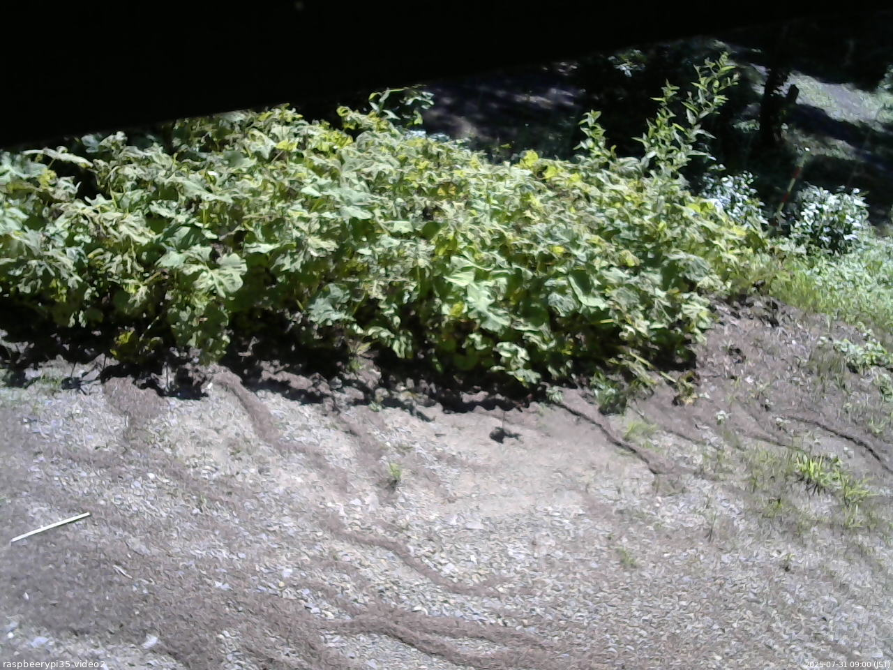 長野県菅平高原 ゆたか山荘 駐車場 2025/07/31 09:00
