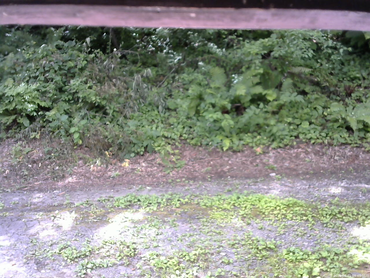 長野県菅平高原 ゆたか山荘 南側 2025/08/01 09:45