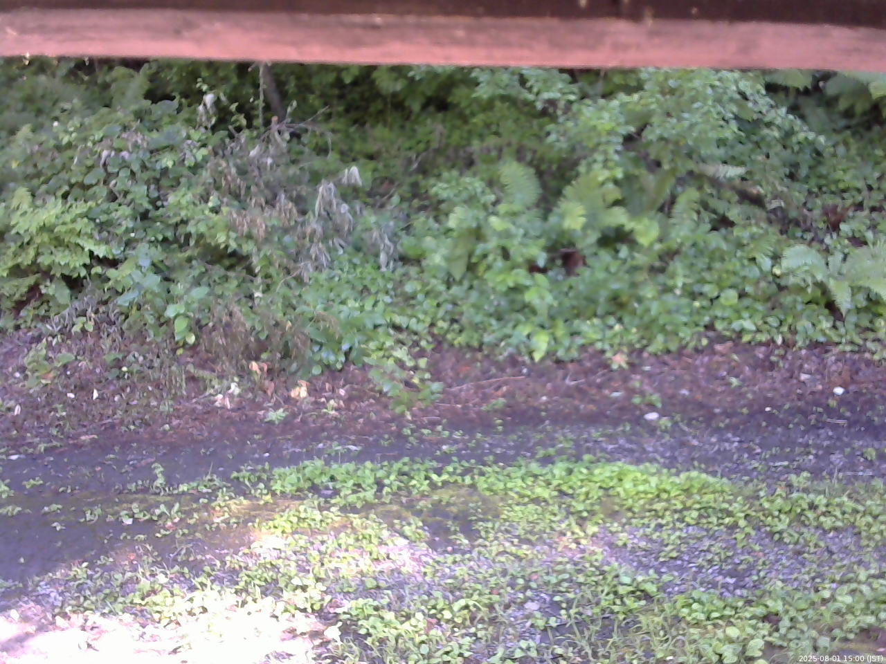 長野県菅平高原 ゆたか山荘 南側 2025/08/01 15:00