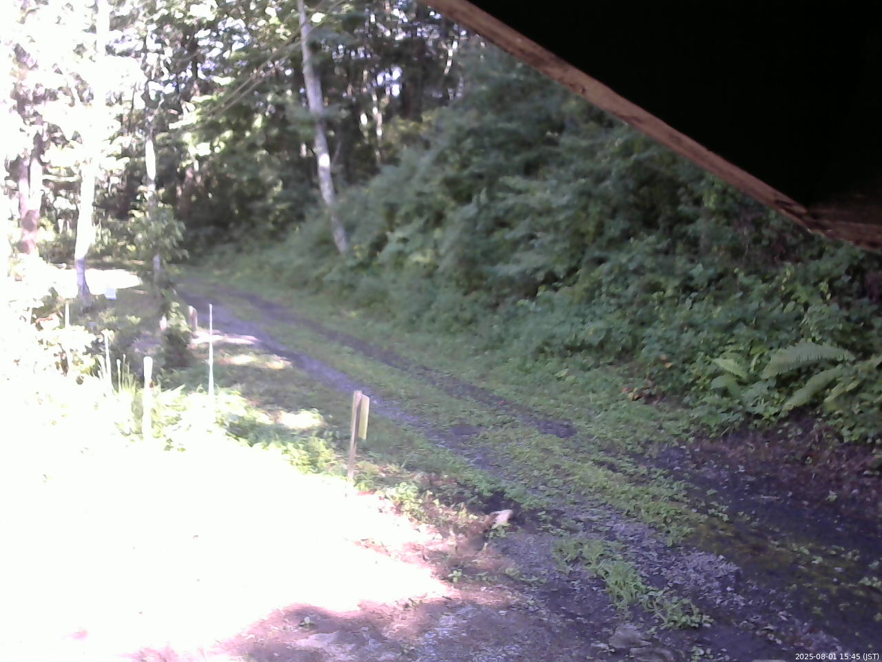 長野県菅平高原 ゆたか山荘 東側(坂下) 2025/08/01 15:45