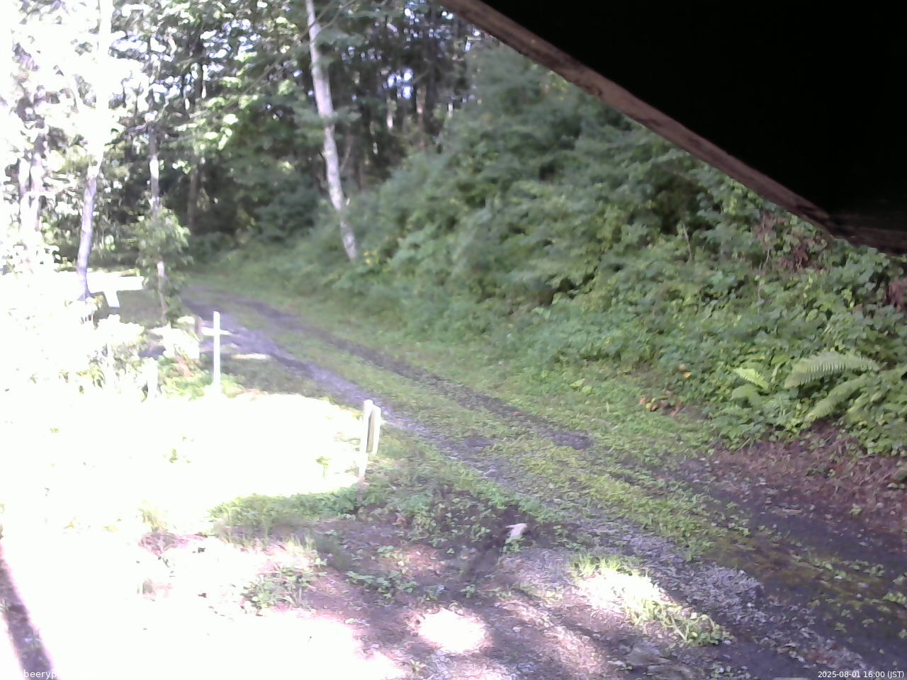 長野県菅平高原 ゆたか山荘 東側(坂下) 2025/08/01 16:00