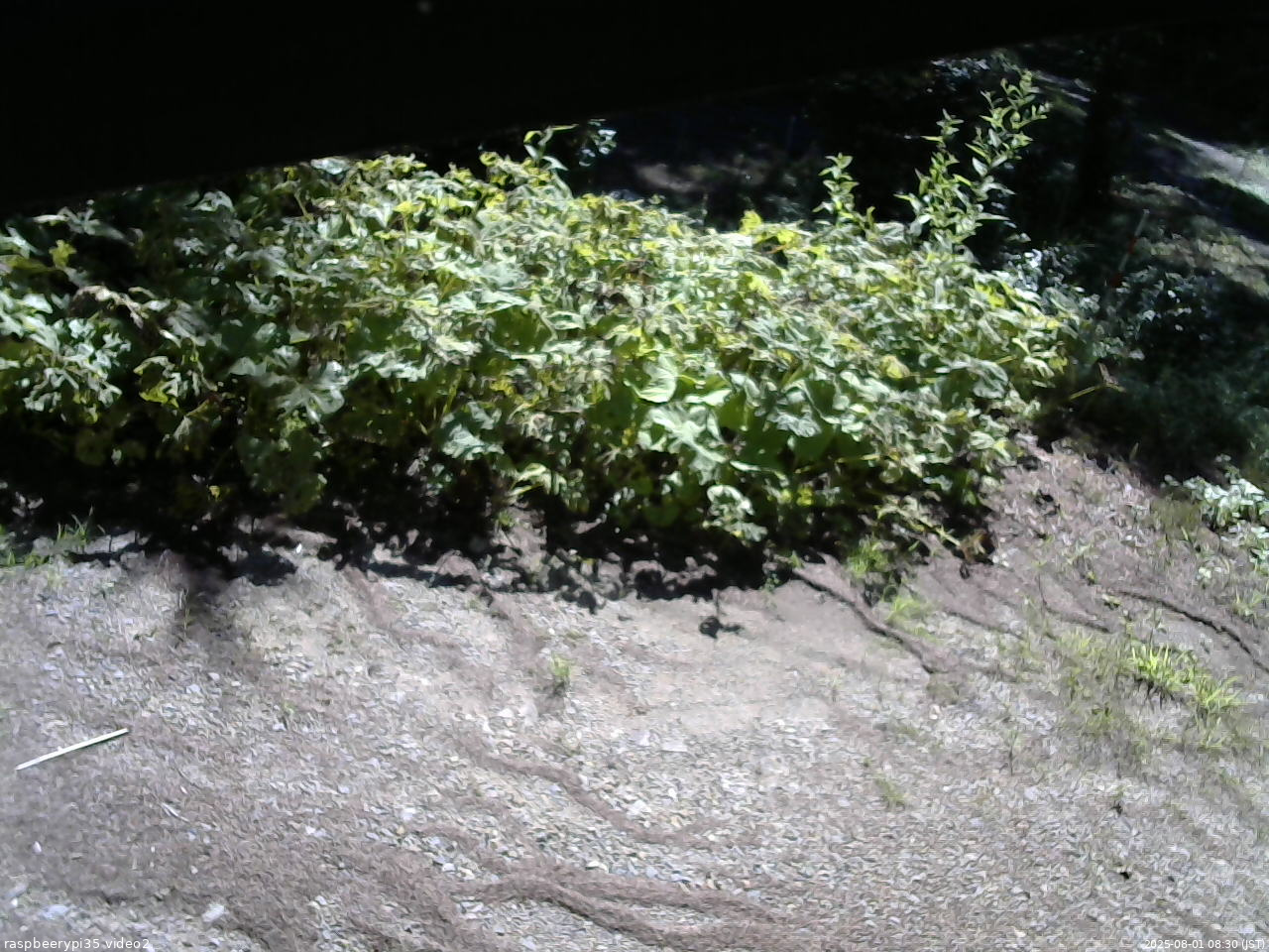 長野県菅平高原 ゆたか山荘 駐車場 2025/08/01 08:30